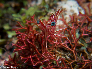 Durban shrimp by Beate Seiler 